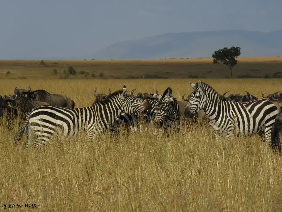 ZebrasGnus2.jpg