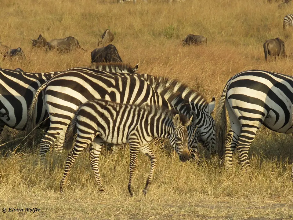 ZebrasGnus3.jpg