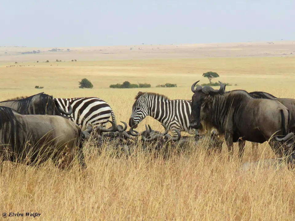 ZebrasGnus5.jpg