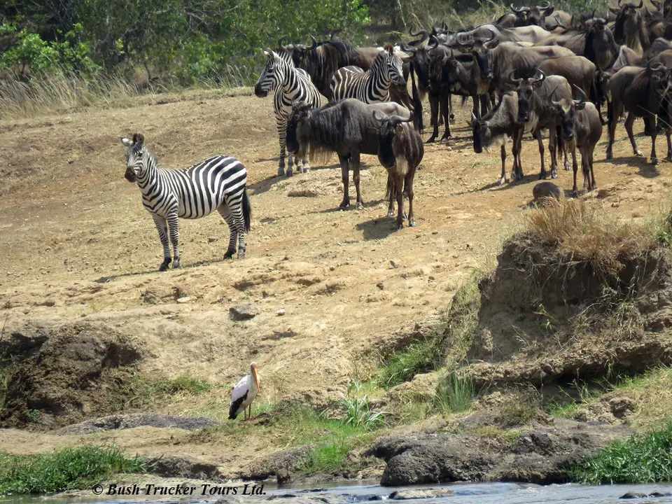 ZebrasGnusTopicrossingpoint4.jpg