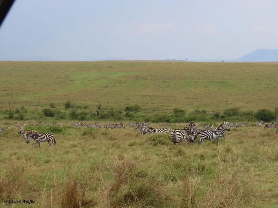 ZebrasLoewin1.jpg