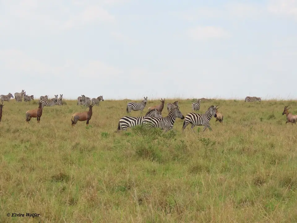 ZebrasLoewin10.jpg