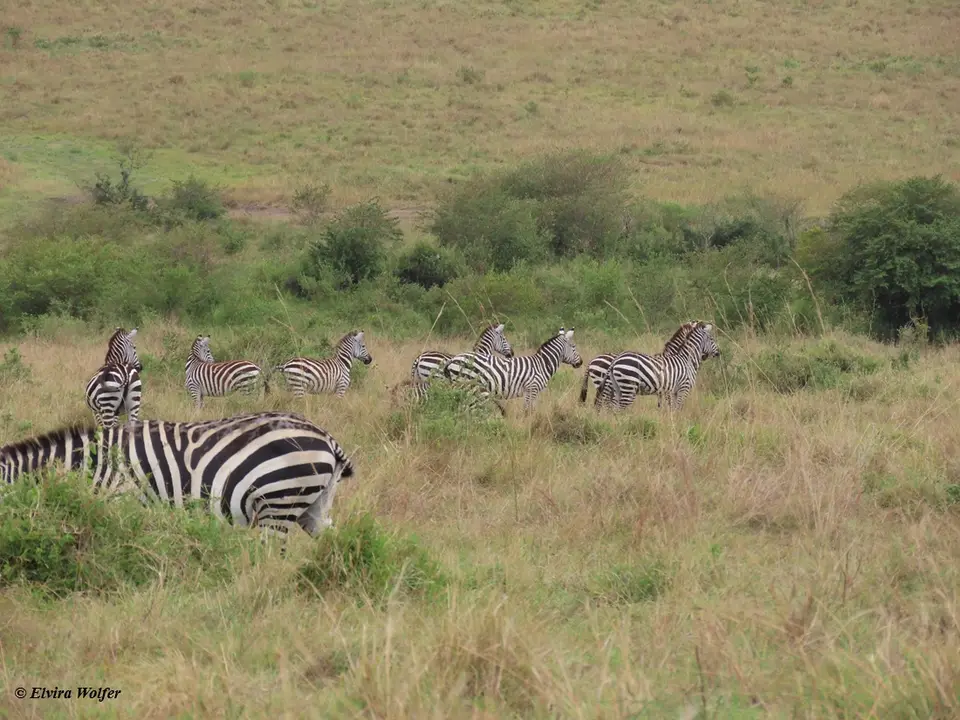 ZebrasLoewin2.jpg