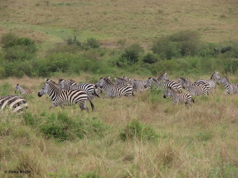 ZebrasLoewin3.jpg