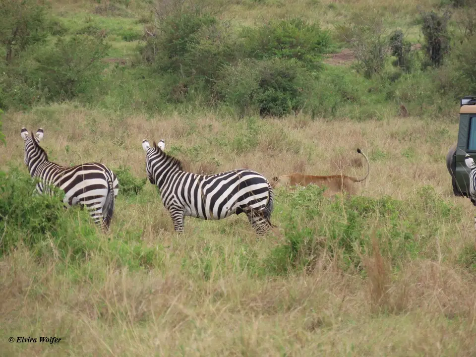ZebrasLoewin5.jpg