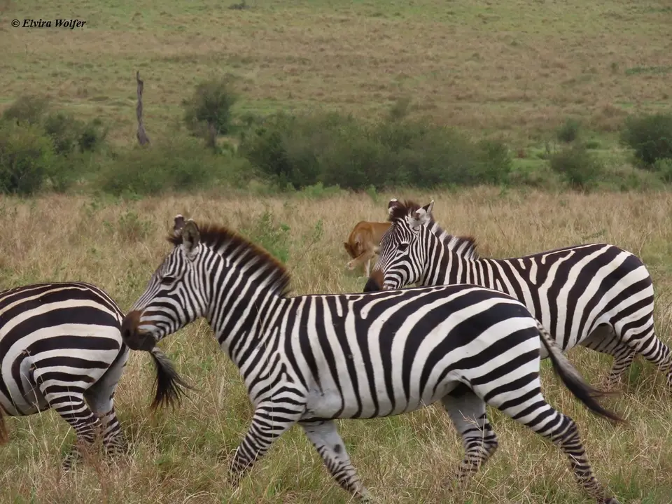 ZebrasLoewin6.jpg