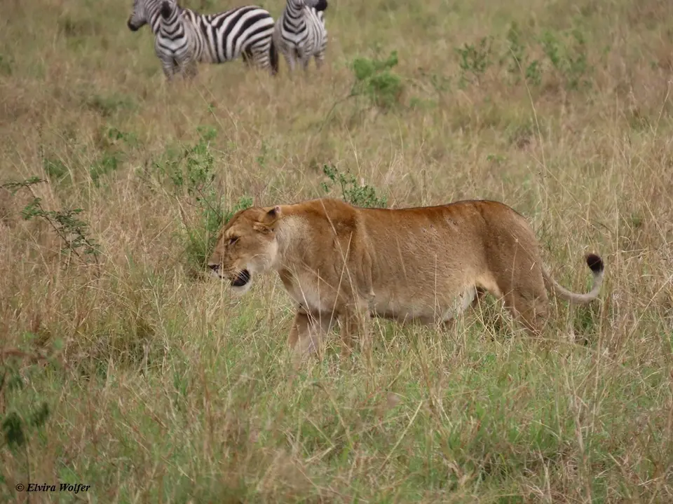 ZebrasLoewin7.jpg
