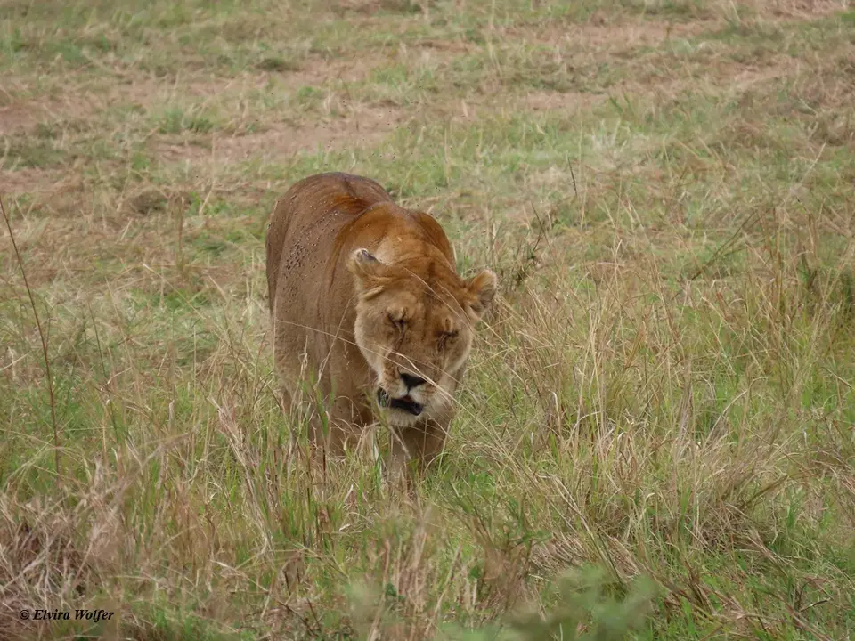 ZebrasLoewin8.jpg