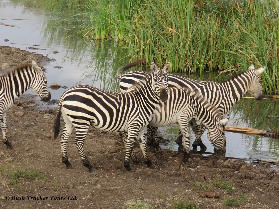 ZebrasWasser.jpg