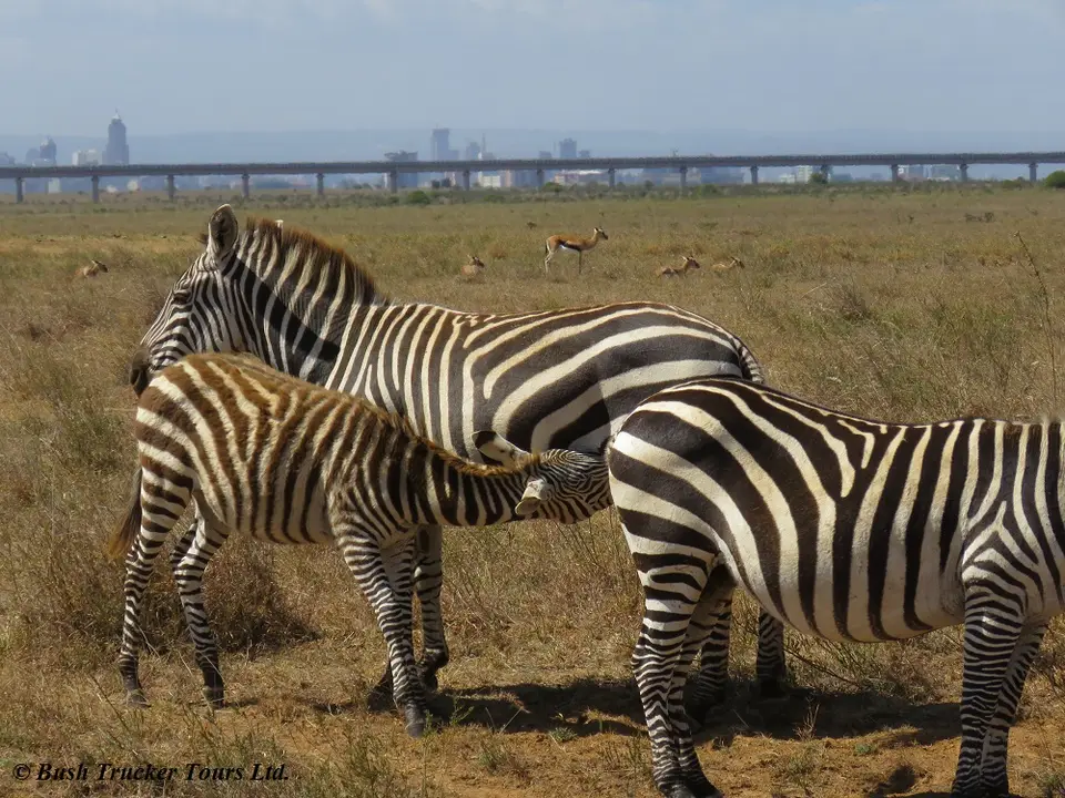 Zebrasaeugend.jpg