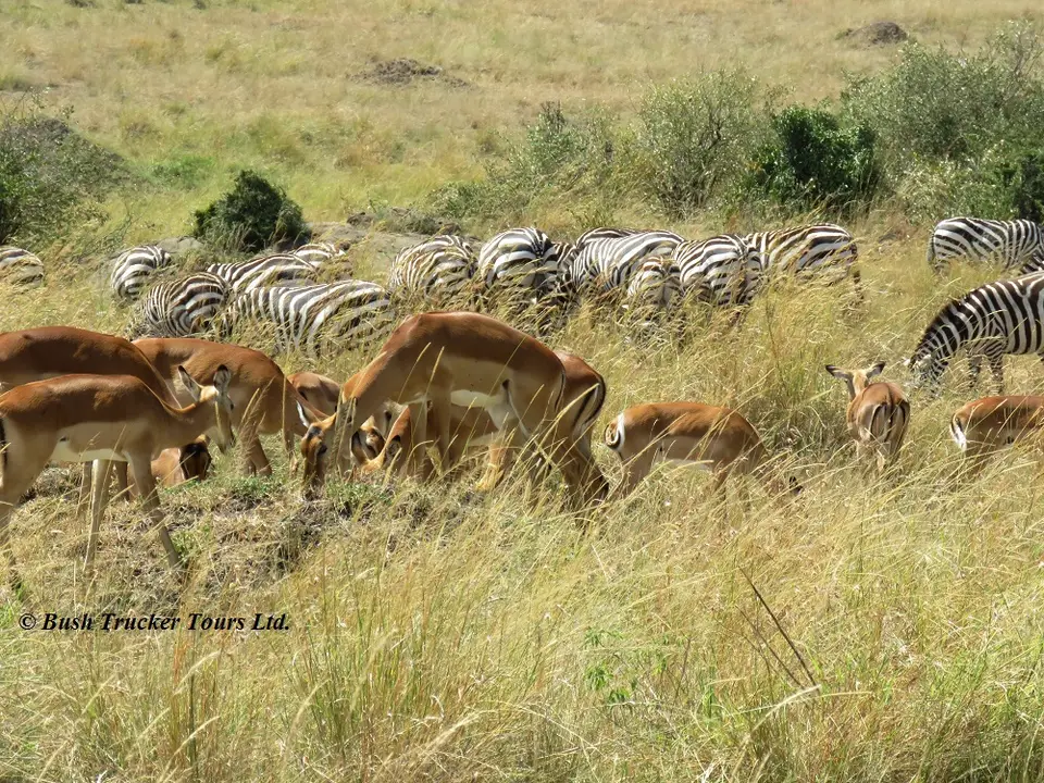 ZebrasandImpalasBilaShaka.jpg