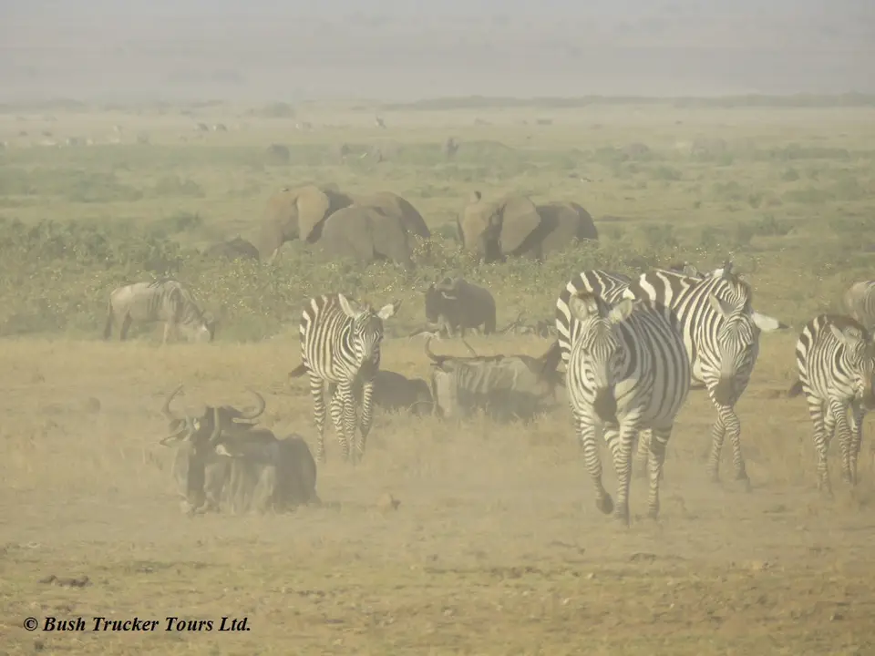 ZebrasgnuselefantenStaub.jpg