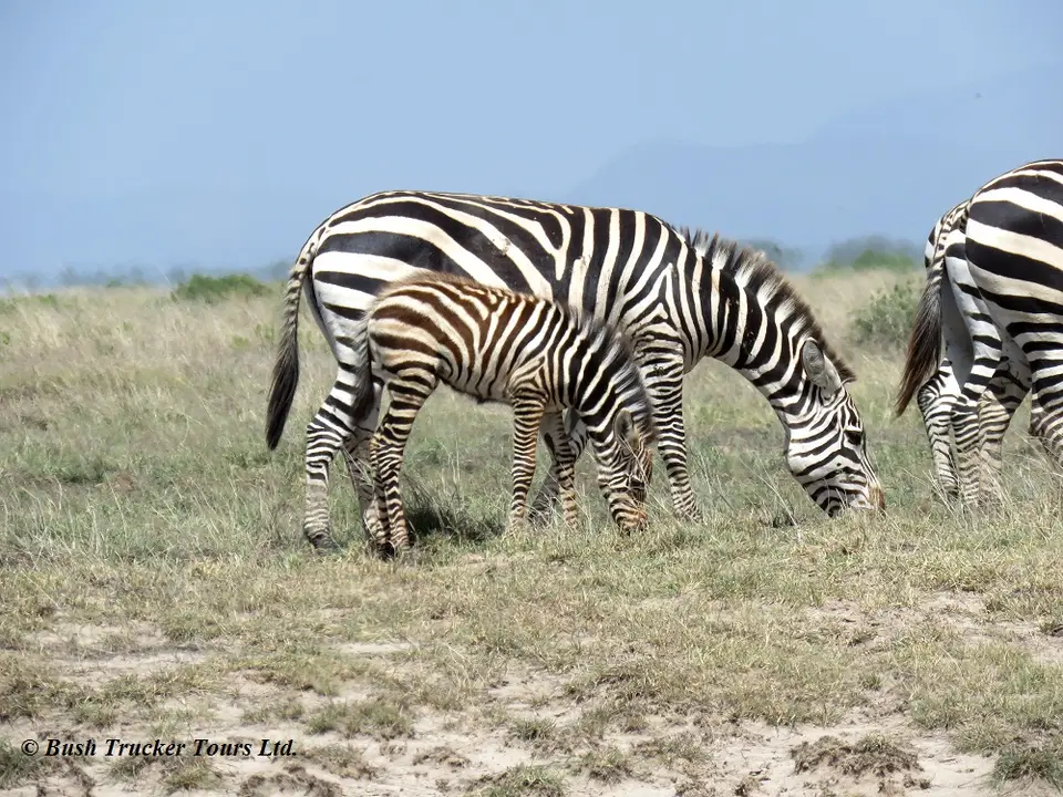 ZebrashellerStaub.jpg