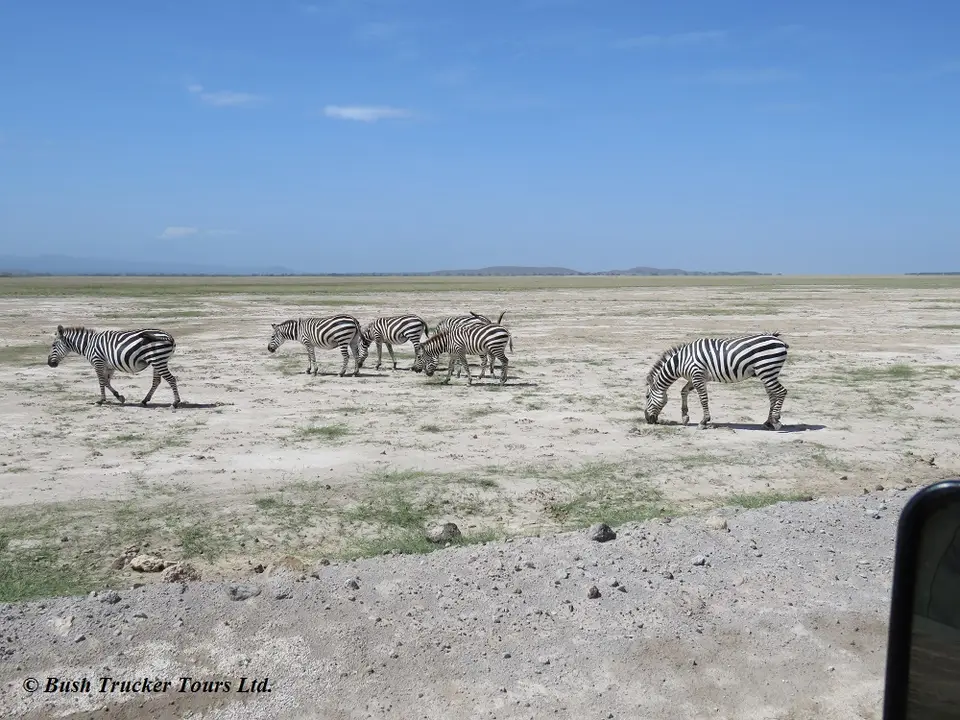 ZebrashellerStaub2.jpg