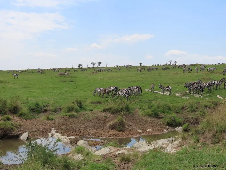 ZebrasmitWasser1.jpg