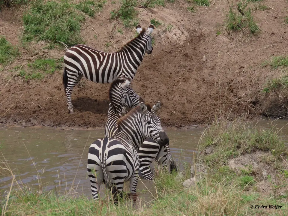 ZebrasmitWasser10.jpg