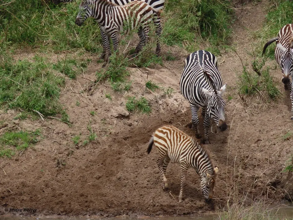 ZebrasmitWasser6.jpg