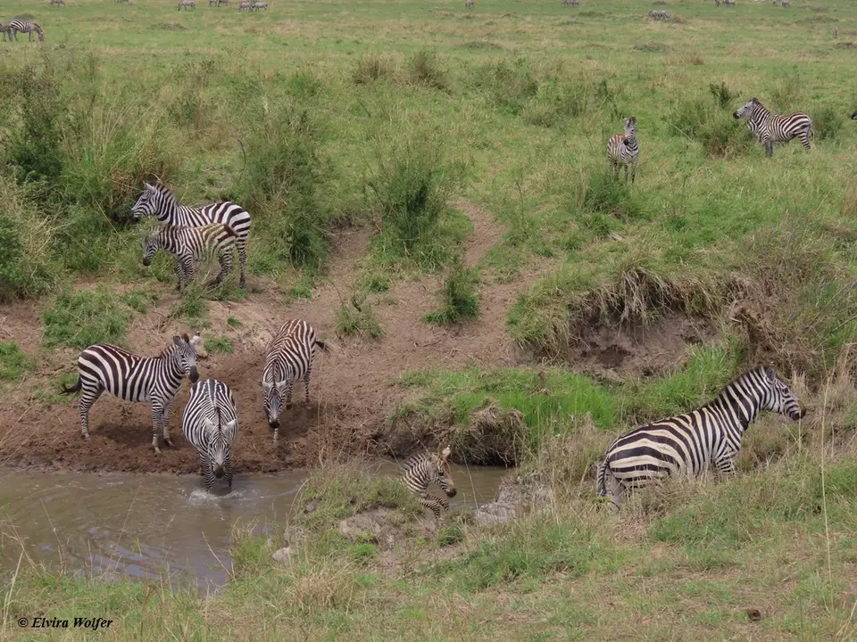 ZebrasmitWasser7.jpg