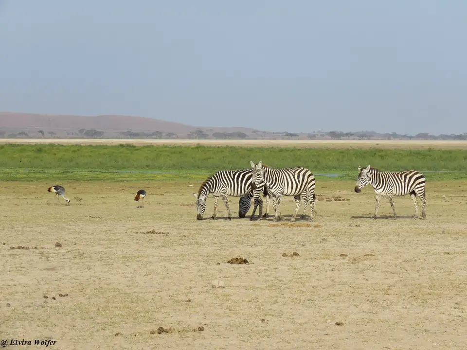 ZebrasnaheSumpf.jpg