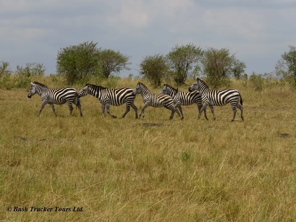 Zebrasrennend.jpg