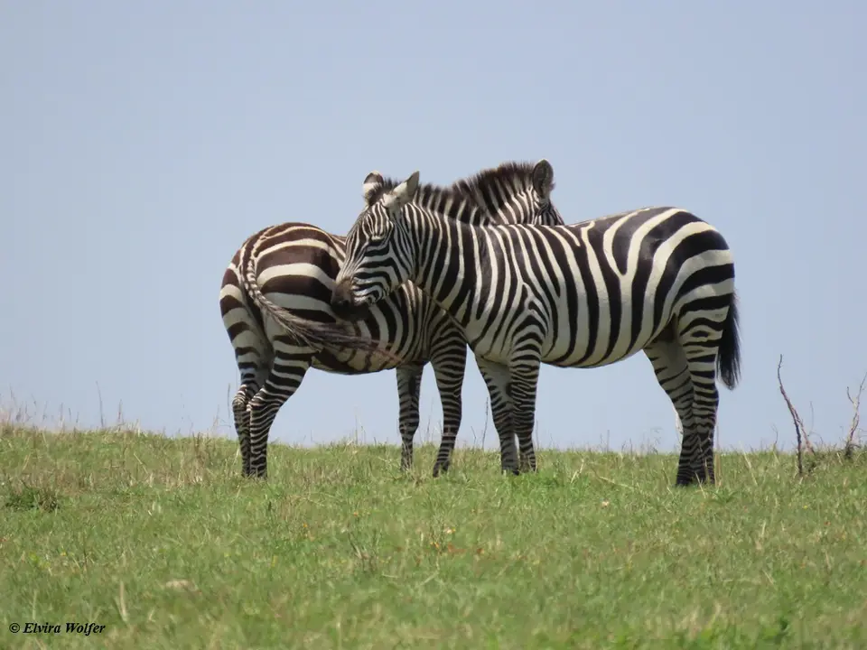 Zebrasstehend.jpg
