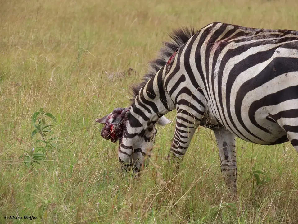 Zebraverwundet1.jpg
