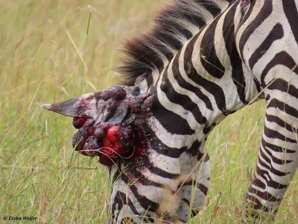 Zebraverwundet2.jpg