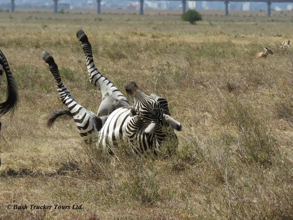 Zebrawaelzend.jpg