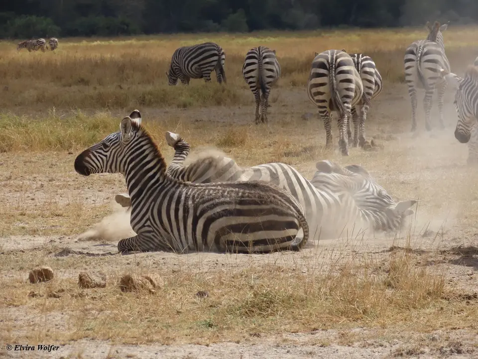 Zebrawaelzend1.jpg