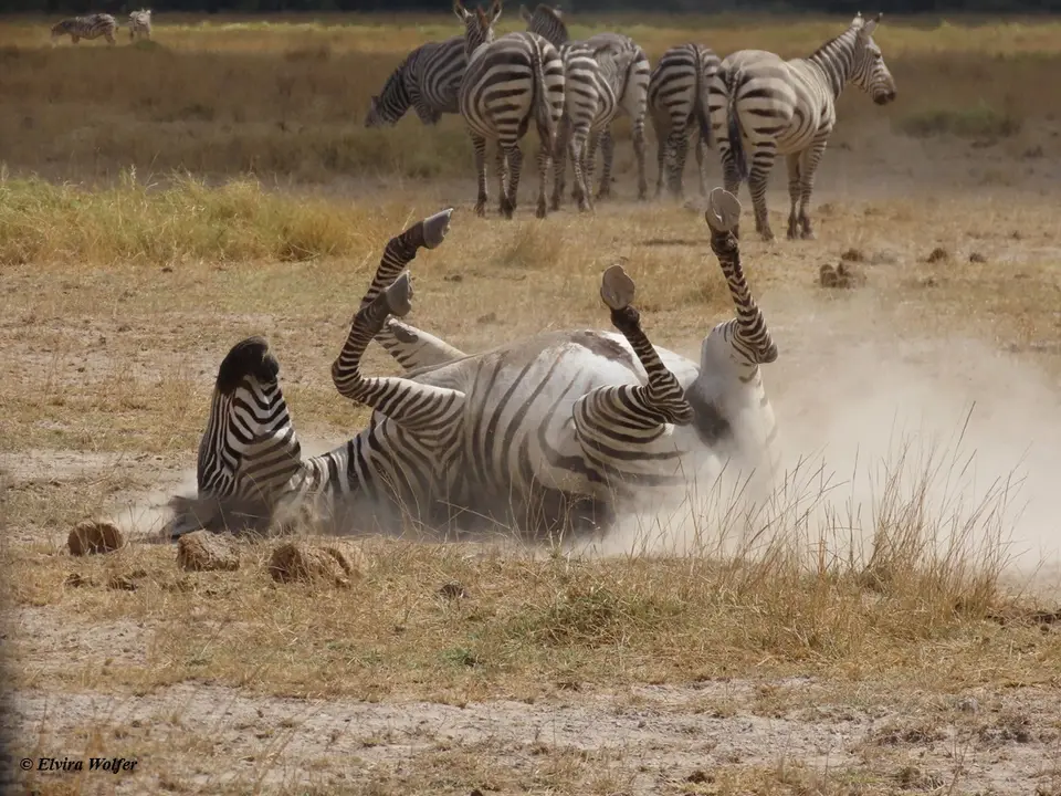 Zebrawaelzend2.jpg