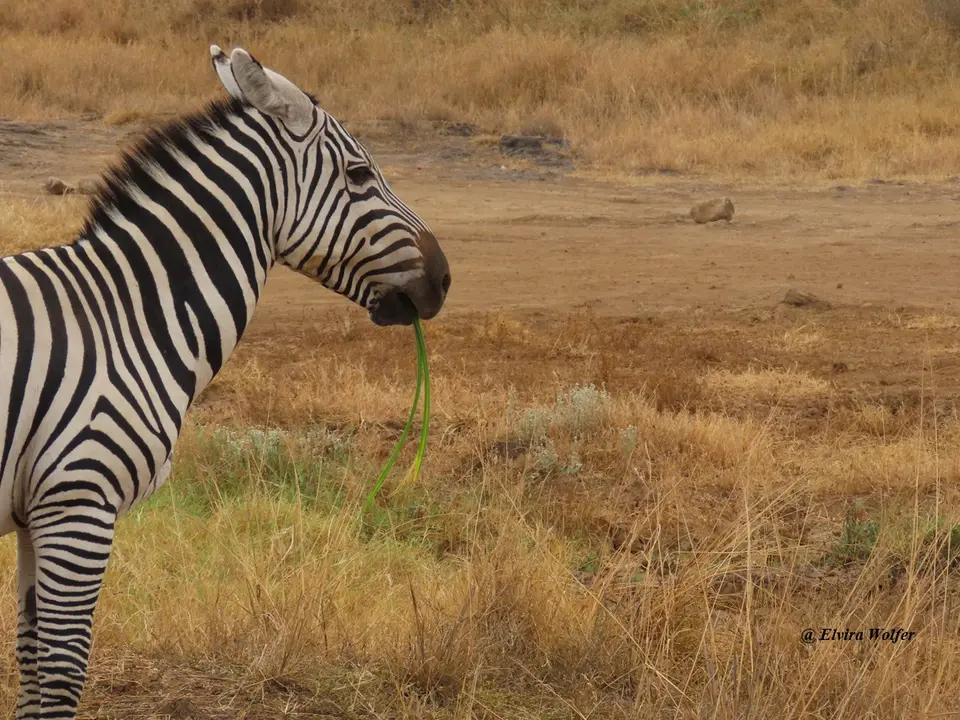 Zebrawithreedgrass1.jpg