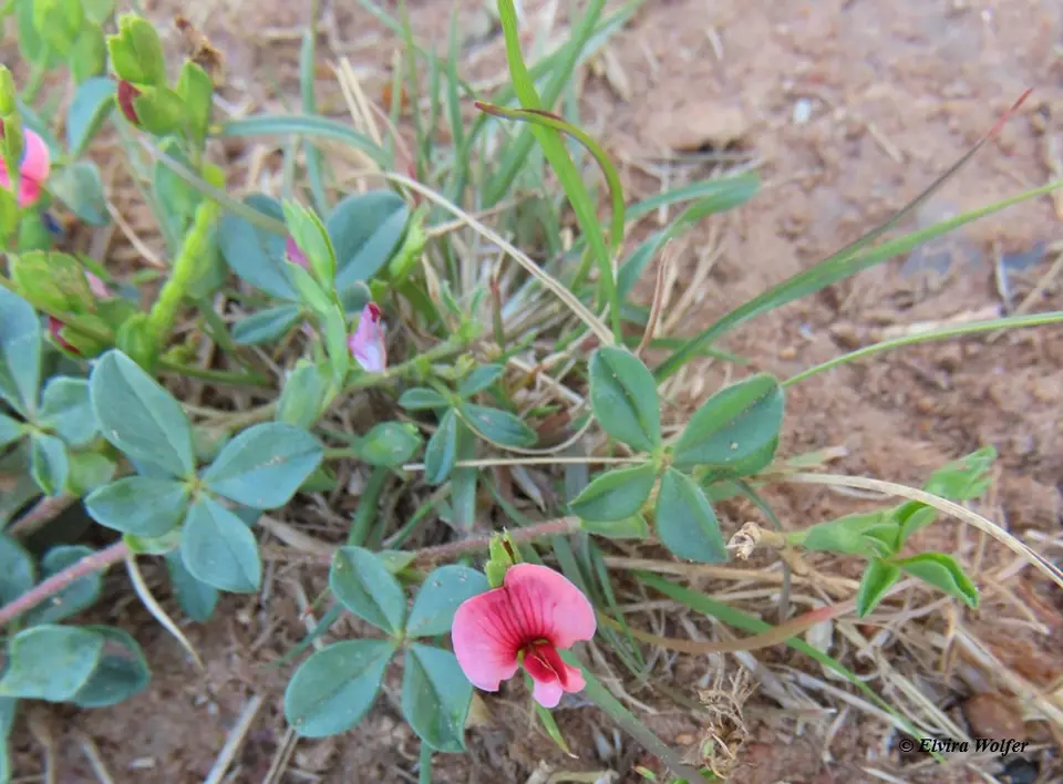 Zorniasetosa.jpg