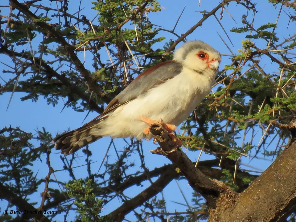 ZwergfalkenweibchenSamburu.jpg
