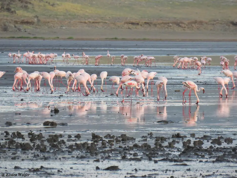 Zwergflamingos2.jpg
