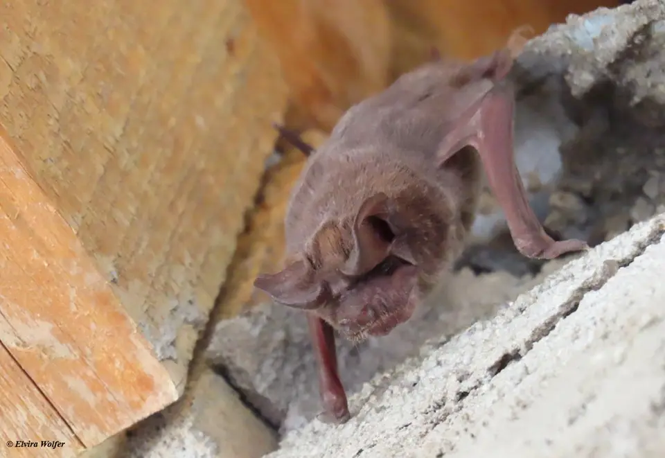 bat.jpg