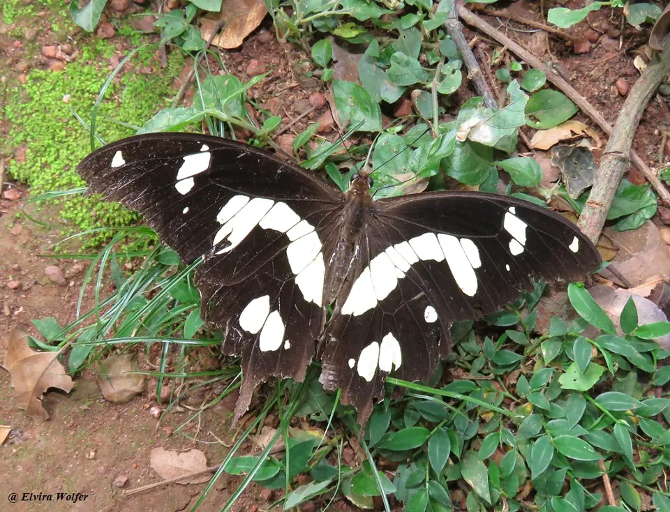 blackandwhiteSwallowtail(2).jpg