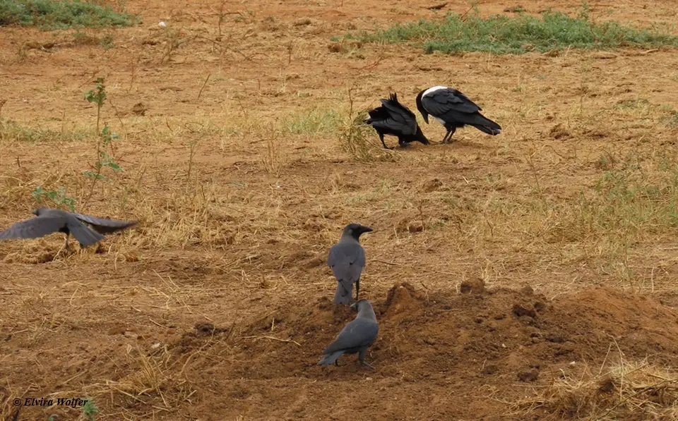 crows.jpg