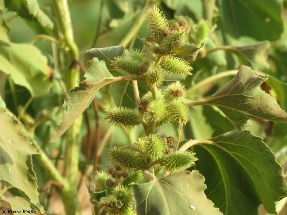 invasiveplant.jpg
