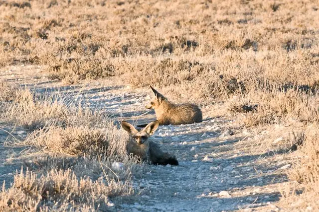 LffelhundBat-eared-fox.jpg