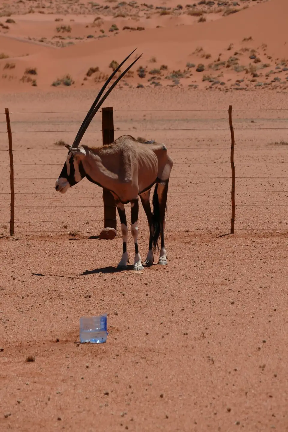 Afrika201520161513.JPG