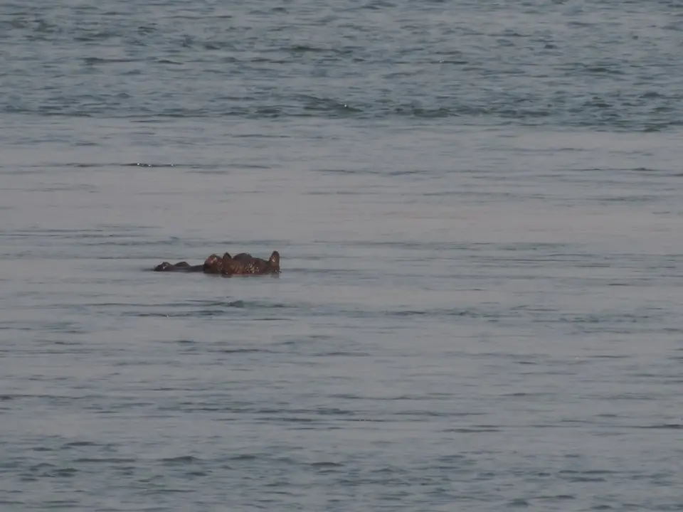 hc1c5c8a.JPG