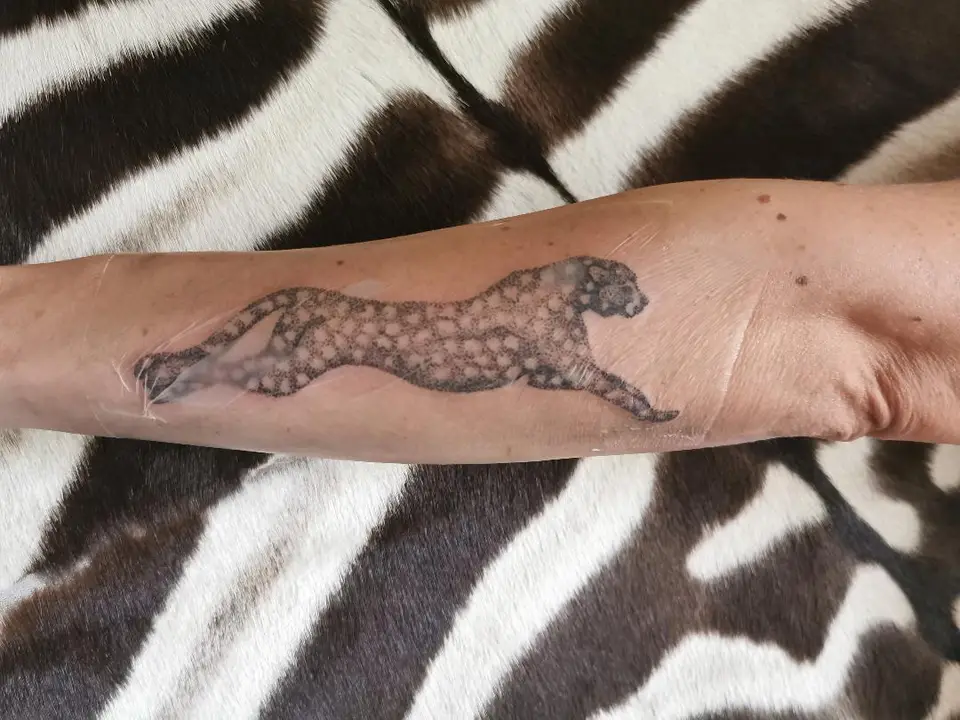 cheetah2.jpg