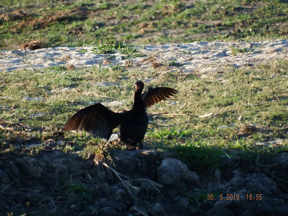 DSCF8922.JPG