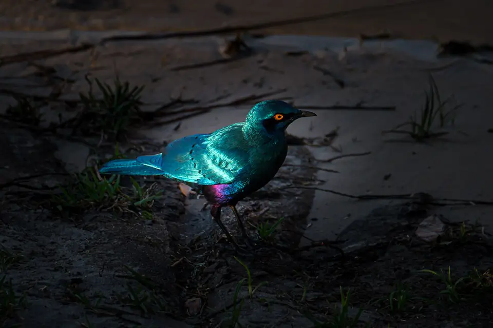 2019-09_afrika-0516-2.jpg