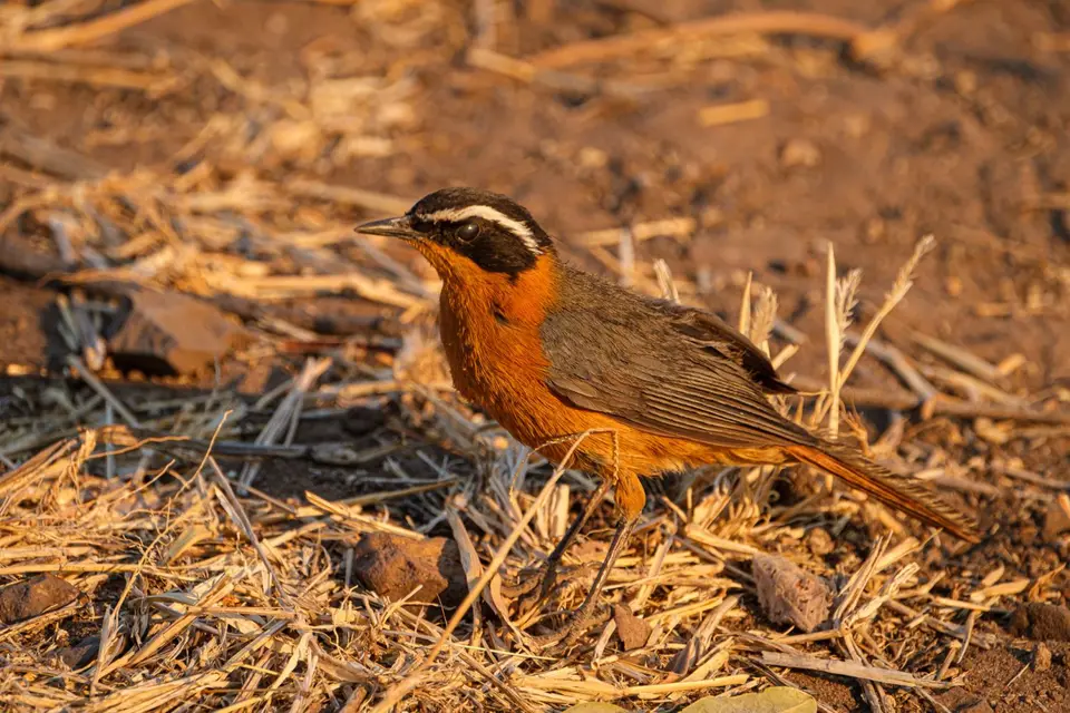 2019-09_afrika-0804.jpg