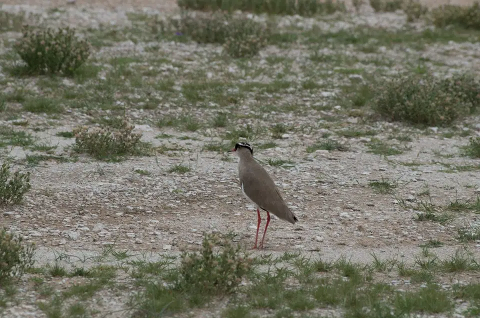 IMGP9739.jpg