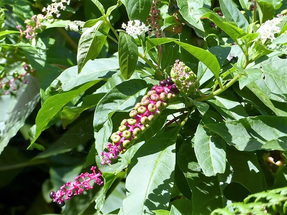 hb21d35a.jpg