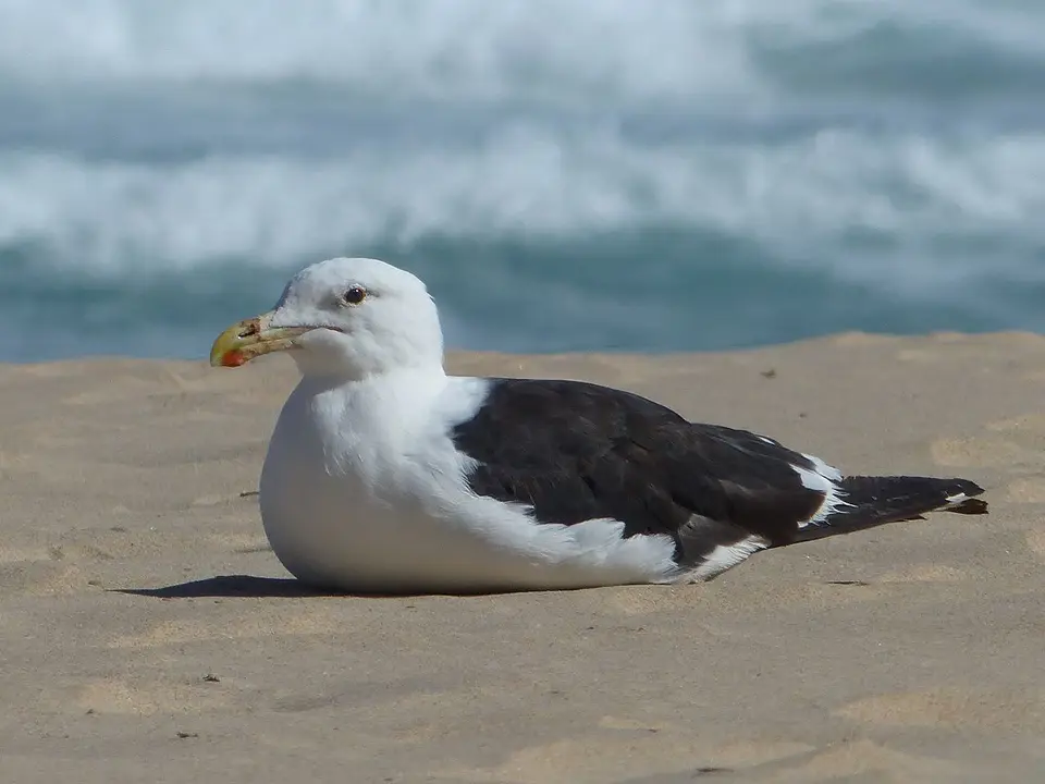 k-P1080333.JPG