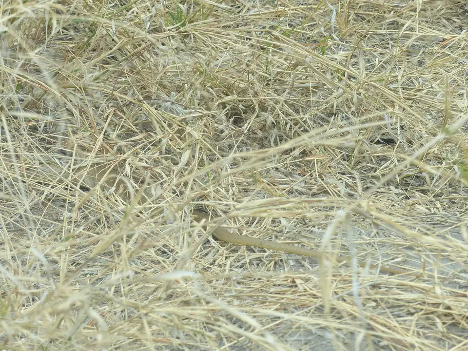 k-P1090715.JPG