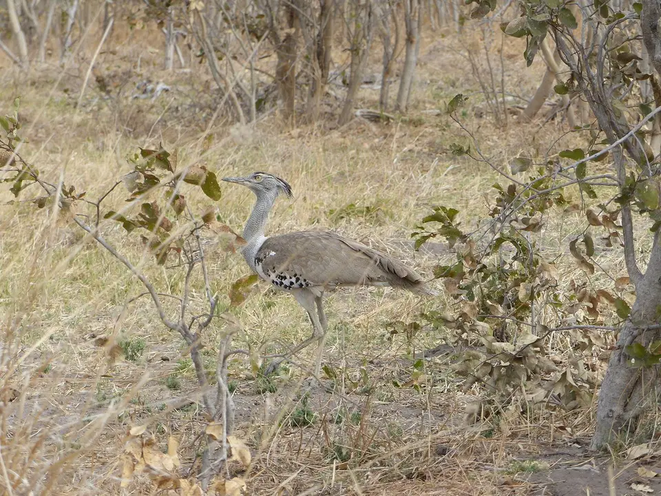 k-P1090741.JPG